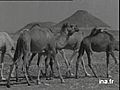 ALGERIE, 1ER JUILLET 1962 : GHARDAIA