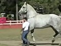 World’s Largest Horse