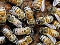 Mit Bienenstichen gegen Rheuma