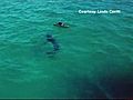 Shark Encounter Caught On Camera