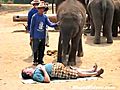 Elephant Massage