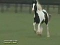 Latcho’s Fabio - Gypsy Vanner Stallion