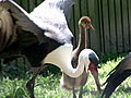 Animals: Rare Cranes Give Birth at National Zoo