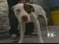 Outrage Grows Over Dog Ban In Rockville Center