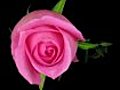 Time-lapse Of Pink Rose Opening ALPHA Matte 1 Stock Footage