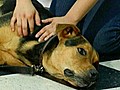 Doggy Massage