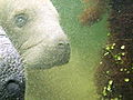 Operation Wild: Protecting Manatees