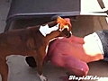 Dog Helps With Push-ups