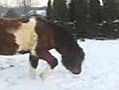 iWitness:  Pony makes snow angel