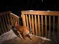 Annie&#039;s First Snow!