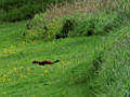 Stoat hunt