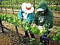 Talley on Farming the Arroyo Grande