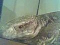 hollands.reptiles@ymail.com