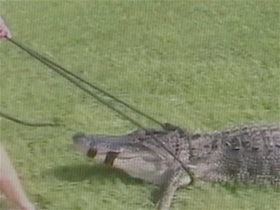 9-Foot Gator Trapped In Boca Raton