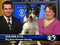 'Warner' - 8yo Male Border Collie #3765957