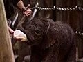 Baby Elephants From Wuppertal