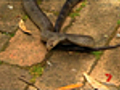 Boy survives snakebite