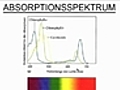 Photosynthese