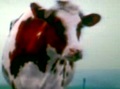 xénon-26. une vache cherche son mari  