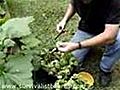 Harvesting Spinach