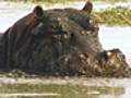 Hippo Stakeout