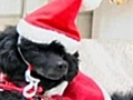 Strange - Santa Dogs Are Coming to Tokyo