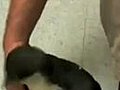 Penguin Getting Tickled