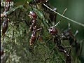 Attack Of The Killer Fungi