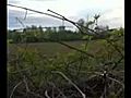 DOG CLIMBS HEDGE FOR HIS BALL!!