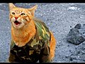 Behind the Scenes - Medal of Honor Cat