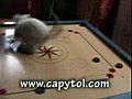 cat carrom, chat carrom champion du monde