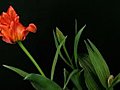 Time-lapse Of Growing Red Tulips 3 Stock Footage