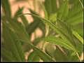 Medical marijuana busts happening while law is in limbo
