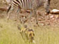 Painted Dogs Versus Stripes