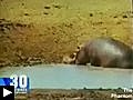 Un Hippopotame qui sauve un Impala d’un Crocodile