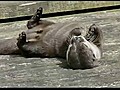 Otter Plays With Rock