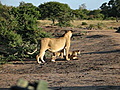 Lion cubs spotted close to Tanda Tula Safari Camp