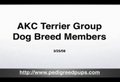 Terriers - Terrier Dog Breeds