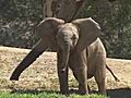 Elephant Calf Named