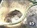 Bay Beach Stocks Up On Trout