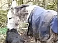 Britain’s naughtiest donkey gets an ASBO