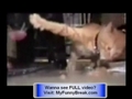 VERY FUNNY - Some Stupid Cat Videos - Cat Climbing Trees