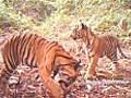 Tiger cubs captured on film in threatened forest