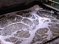 深圳港資企業改善污水排放獲表揚