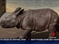7News: Rare rhino birth