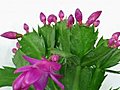 Time-lapse Of Christmas Cactus Growing And Blooming 1 Stock Footage