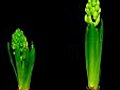 Time-lapse Growing White Pink Hyacinth Christmas Flower Isolated Black 1d Stock Footage