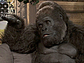 &#039;Zookeeper&#039; Bernie the Gorilla Interview