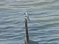 Royalty Free Stock Video HD Footage Great Gray Heron at the Water’s Edge in Jupiter Florida