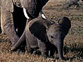 Goofy Baby Elephant